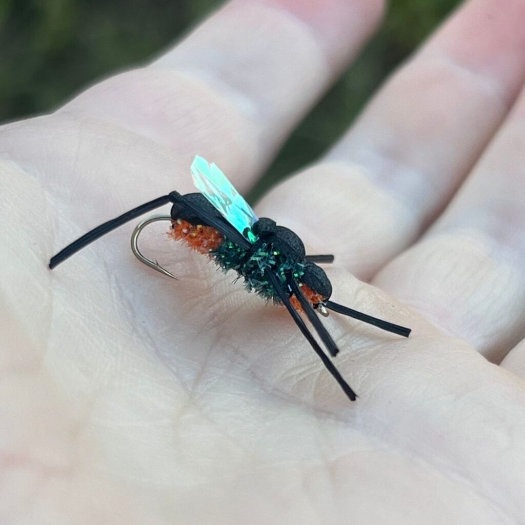 Mosca coliguacho #10